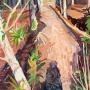 Peachy Woods, 2021, watercolor & gouache, 50" x 38"